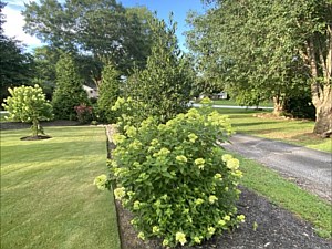 Plants, Trees, Landrum, SC