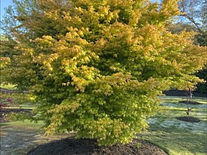 Plants, Trees, Fountain Inn, SC